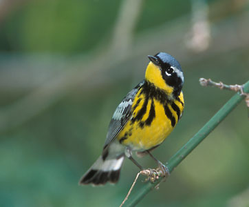 Magnolia Warbler (Dendroica magnolia) photo image