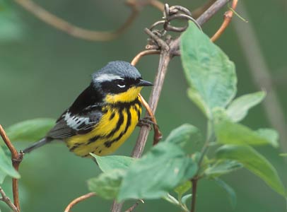 Magnolia Warbler (Dendroica magnolia) photo image