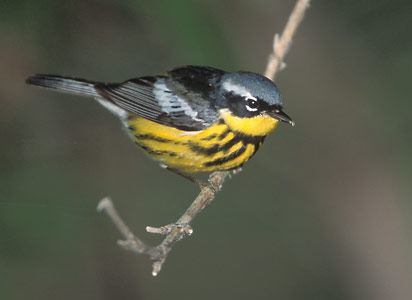 Magnolia Warbler (Dendroica magnolia) photo image