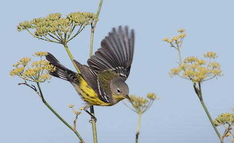 Magnolia Warbler (Dendroica magnolia) photo