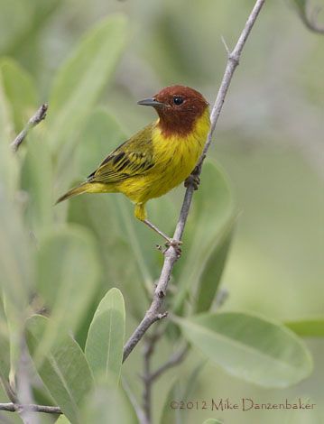 Mangrove Warbler (Dendroica petechia) photo