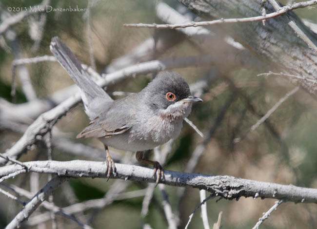 Menetries's Warbler (Sylvia mystacea) photo
