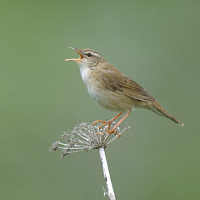 Middendorff's Grasshopper Warbler (Locustella ochotensis) photo image