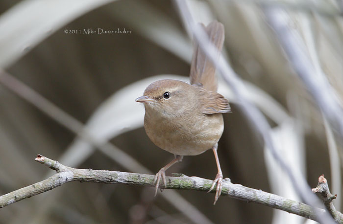 Manchurian Bush Warbler (Cettia canturians) photo