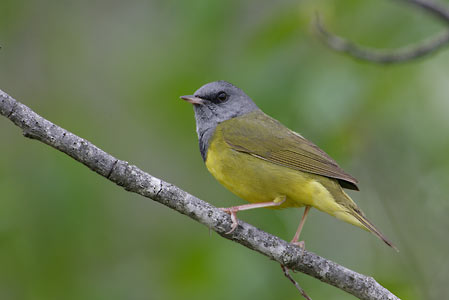 Mourning Warbler (Oporornis philadelphia) photo