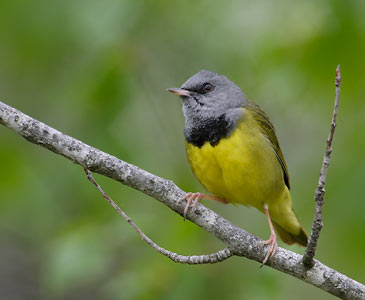 Mourning Warbler (Oporornis philadelphia) photo