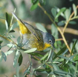 Nashville Warbler (Oreothlypis ruficapilla) photo image