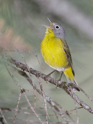Nashville Warbler (Oreothlypis ruficapilla) photo image