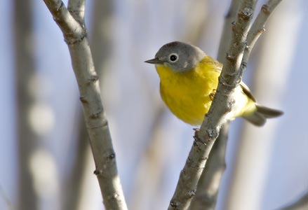 Nashville Warbler (Oreothlypis ruficapilla) photo image