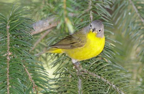 Nashville Warbler (Oreothlypis ruficapilla) photo image
