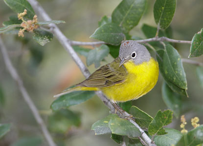 Nashville Warbler (Vermivora ruficapilla) photo