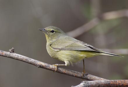 Orange-crowned Warbler (Vermivora celata) photo