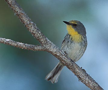 Olive-capped Warbler (Dendroica pityophila) photo image