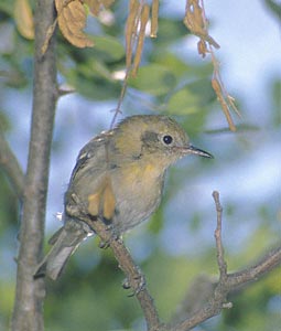 Olive Warbler (Peucedramus taeniatus) photo image