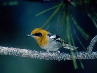 Olive Warbler (Peucedramus taeniatus) photo image
