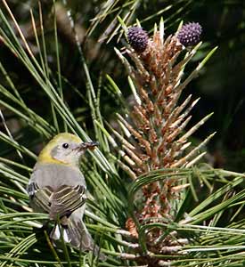 Olive Warbler (Peucedramus taeniatus) photo image
