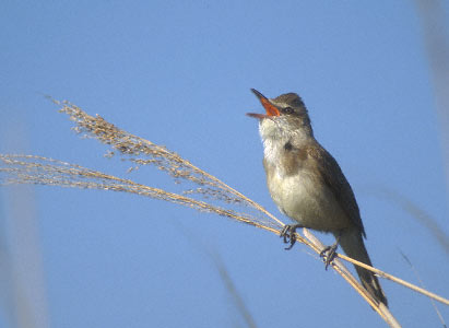 Oriental Reed Warbler (Acrocephalus orientalis) photo image