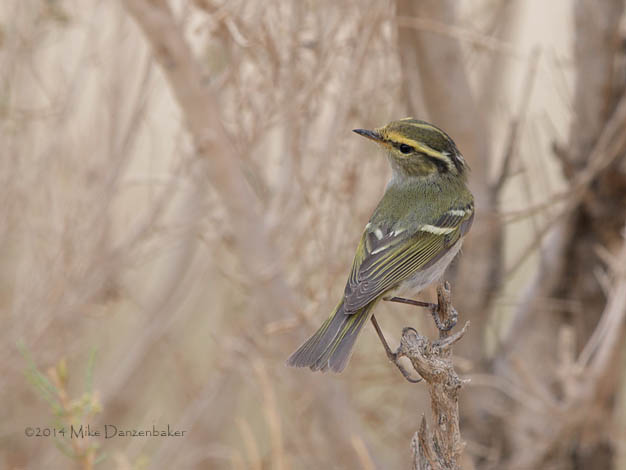 Pallas's Leaf Warbler (Phylloscopus proregulus) photo image