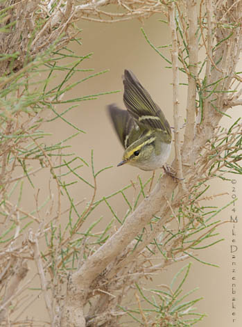 Pallas's Leaf Warbler (Phylloscopus proregulus) photo image