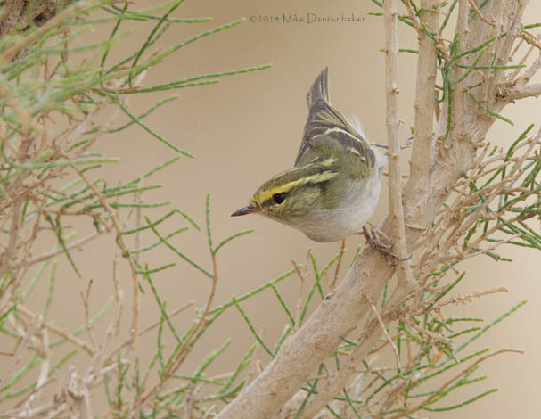 Pallas's Leaf Warbler (Phylloscopus proregulus) photo image