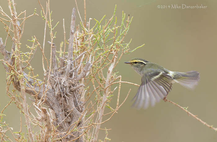 Pallas's Leaf Warbler (Phylloscopus proregulus) photo image