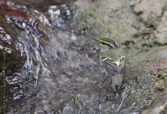 Pallas's Leaf Warbler (Phylloscopus proregulus) photo