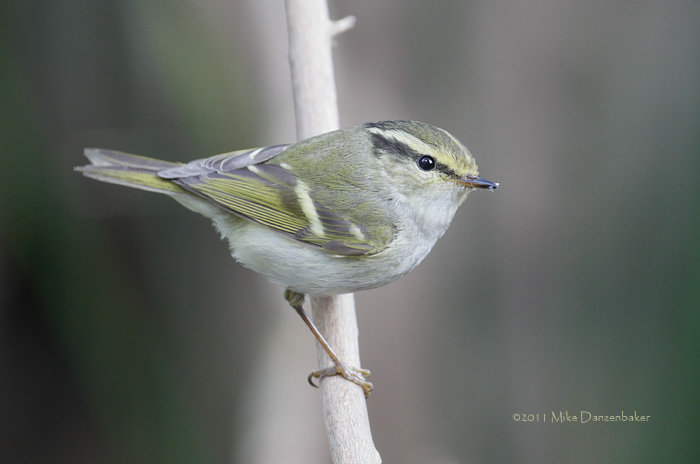 Pallas's Leaf Warbler (Phylloscopus proregulus) photo
