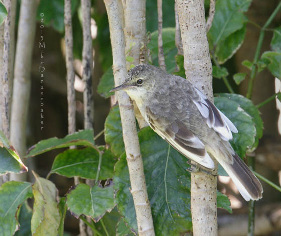 Pitcairn Reed Warbler (Acrocephalus vaughani) photo