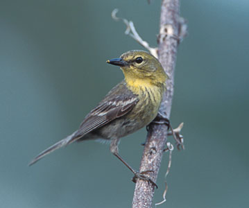 Pine Warbler (Dendroica pinus) photo image