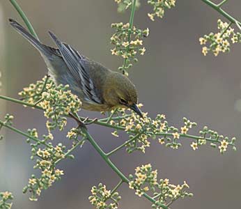 Pine Warbler (Dendroica pinus) photo image