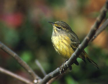 Palm Warbler (Dendroica palmarum) photo image