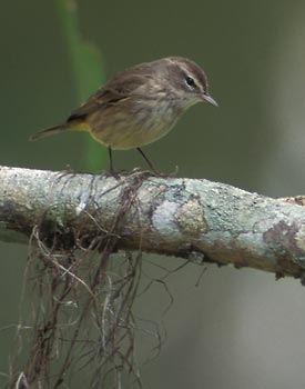 Palm Warbler (Dendroica palmarum) photo image