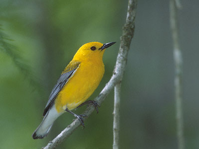 Prothonotary Warbler (Protonotaria citrea) photo image