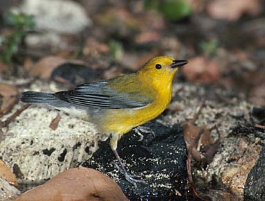 Prothonotary Warbler (Protonotaria citrea) photo image