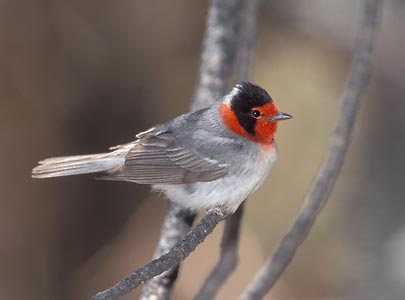 Red-faced Warbler (Cardellina rubrifrons) photo image