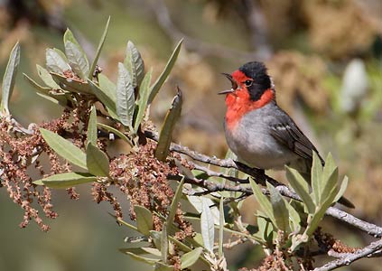 Red-faced Warbler (Cardellina rubrifrons) photo image