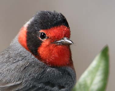 Red-faced Warbler (Cardellina rubrifrons) photo image