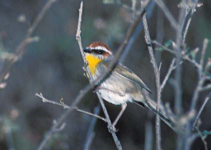 Rufous-capped Warbler (Basileuterus rufifrons) photo image