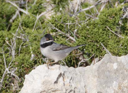 R�ppell's Warbler (Sylvia ruppeli) photo image