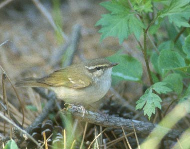Sakhalin Leaf Warbler (Phylloscopus borealoides) photo image