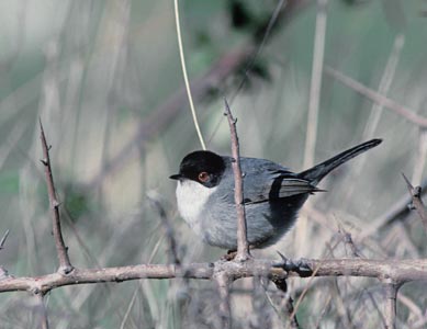 Sardinian Warbler (Sylvia melanocephala) photo image