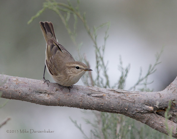 Siberian Chiffchaff (Phylloscopus collybita) photo