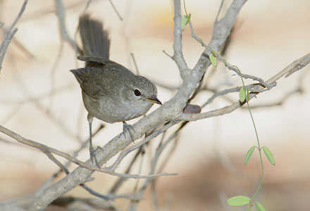 Subdesert Brush Warbler (Nesillas lantzii) photo