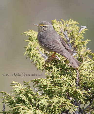 Sulphur-bellied Warbler (Phylloscopus griseolus) photo