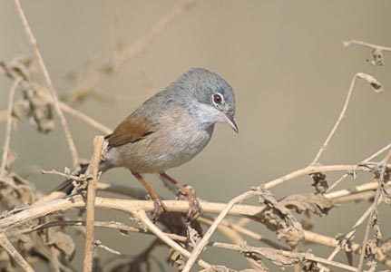 Spectacled Warbler (Sylvia conspicillata) photo image