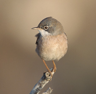 Spectacled Warbler (Sylvia conspicillata) photo image