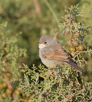 Spectacled Warbler (Sylvia conspicillata) photo
