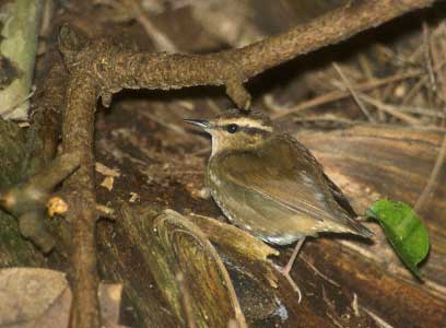 Asian Stubtail (Urosphena squameiceps) photo image