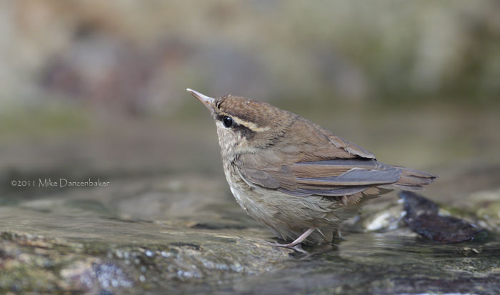 Asian Stubtail (Urosphena squameiceps) photo