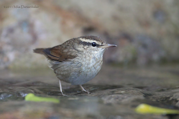Asian Stubtail (Urosphena squameiceps) photo